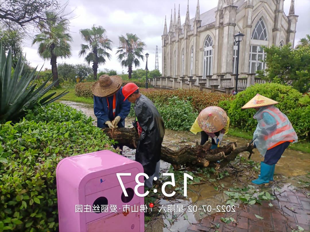 园林绿化养护工人正在清理倒伏的树木